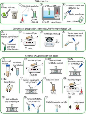 Low-Input High-Molecular-Weight DNA Extraction for Long-Read Sequencing From Plants of Diverse Families